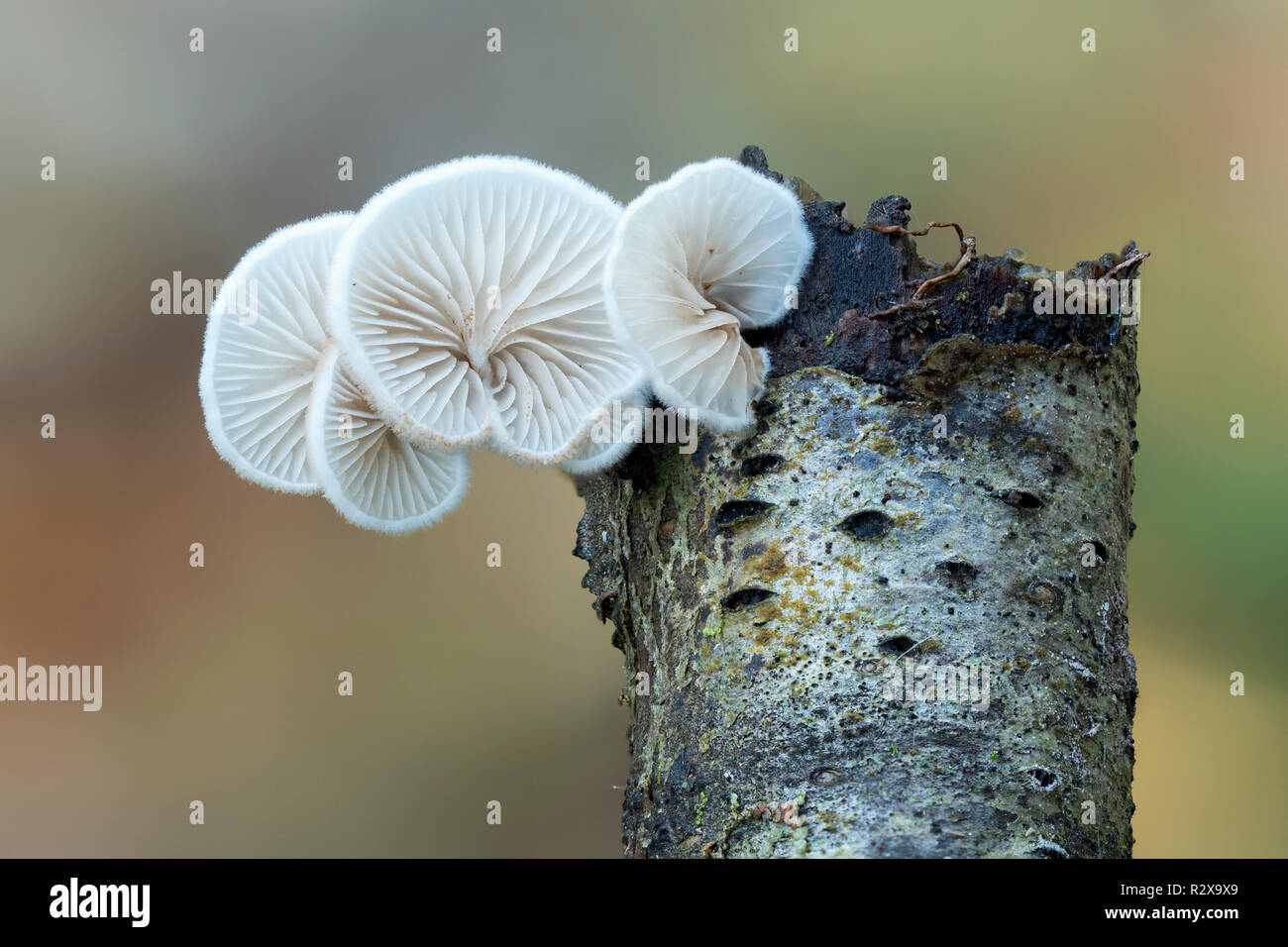 Fungi growing from end of rotten twig. Twig diameter approx 12mm. Tipperary, Ireland Stock Photo