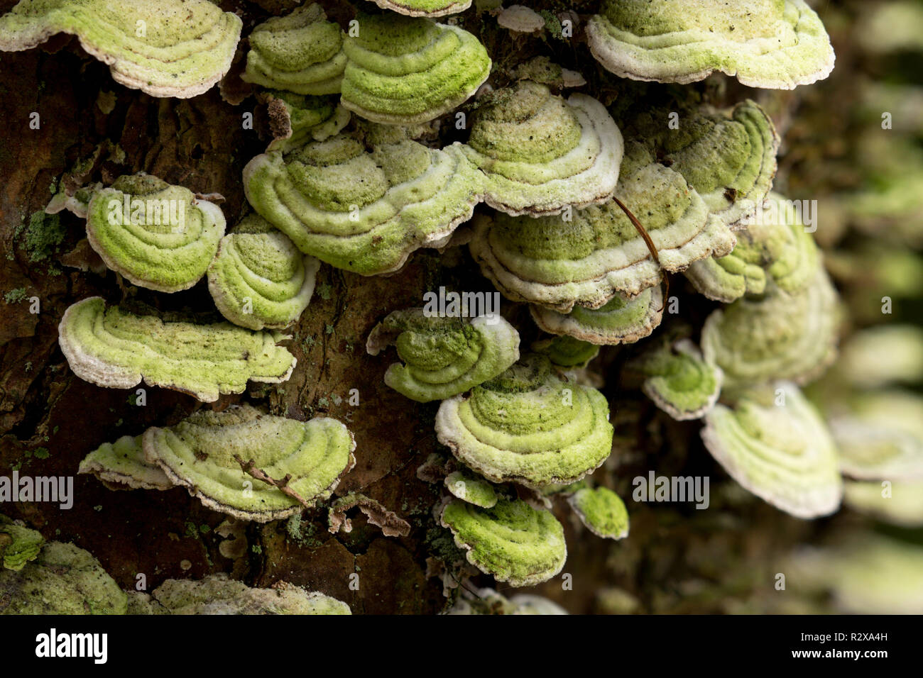 Turkey tail fungi (Trametes versicolor) growing on conifer tree. Tipperary, Ireland Stock Photo
