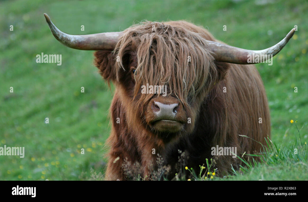 highland cattle Stock Photo
