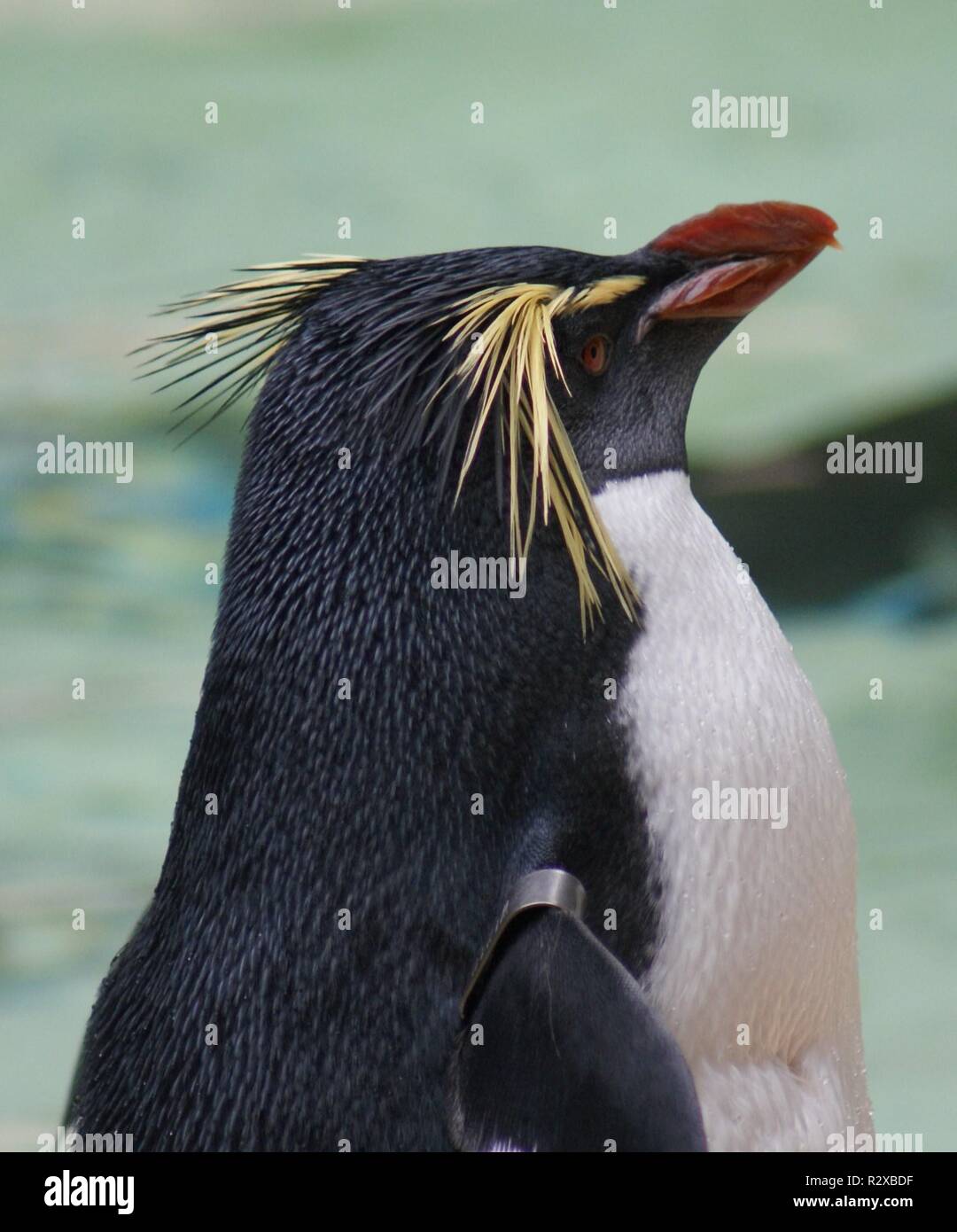 Eastern Rockhopper Penguin Hi res Stock Photography And Images Alamy
