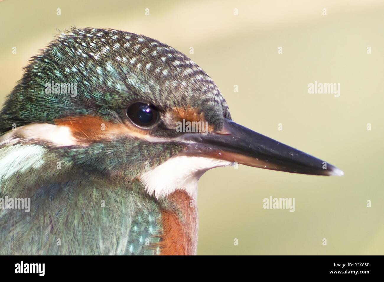 kingfisher Stock Photo