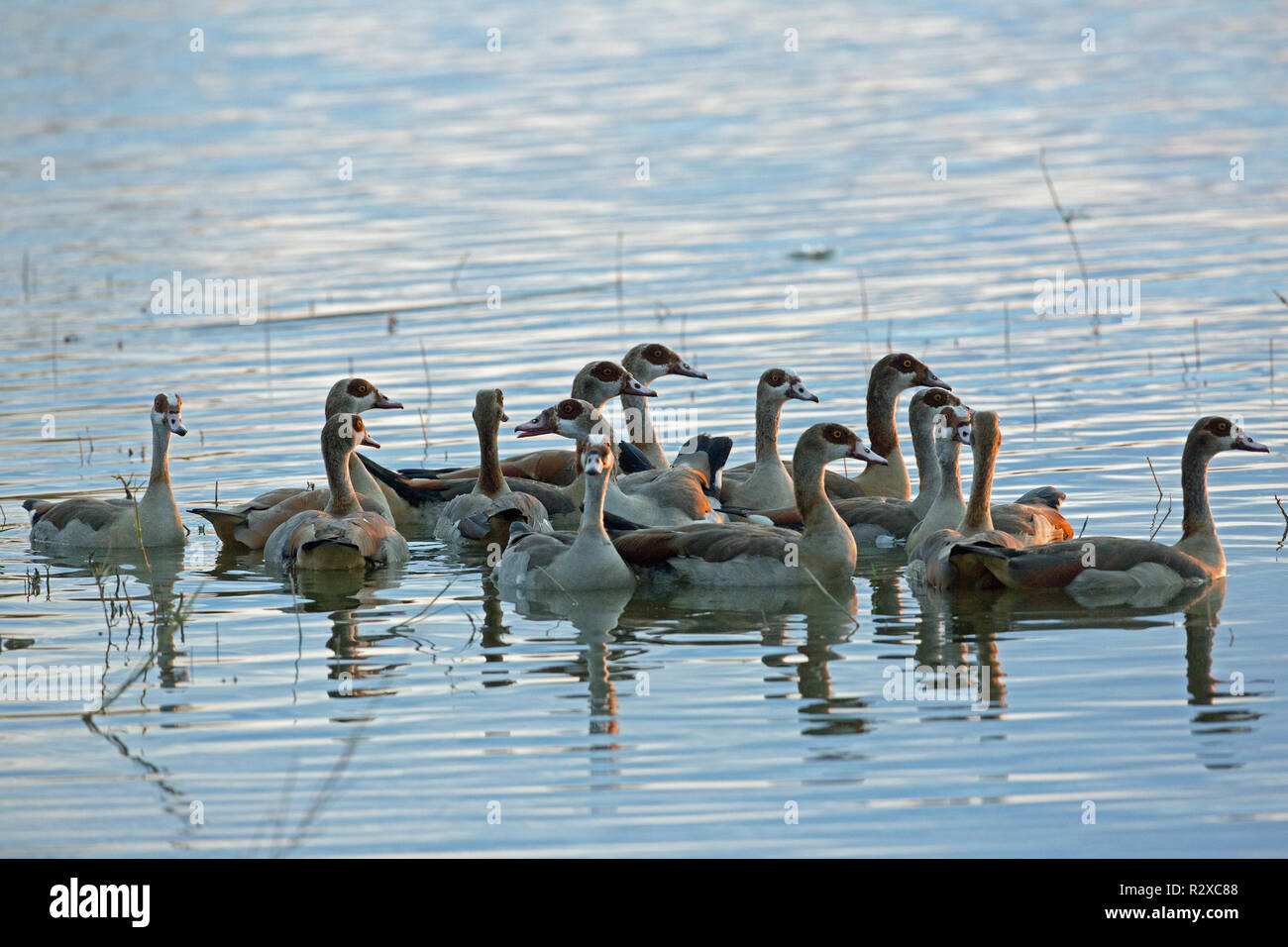 Egyptian Geese (Alopochen aegyptiacus).  Well grown family. Early morning light. Tightly knit group gathered together on water, as an instinctive re-a Stock Photo