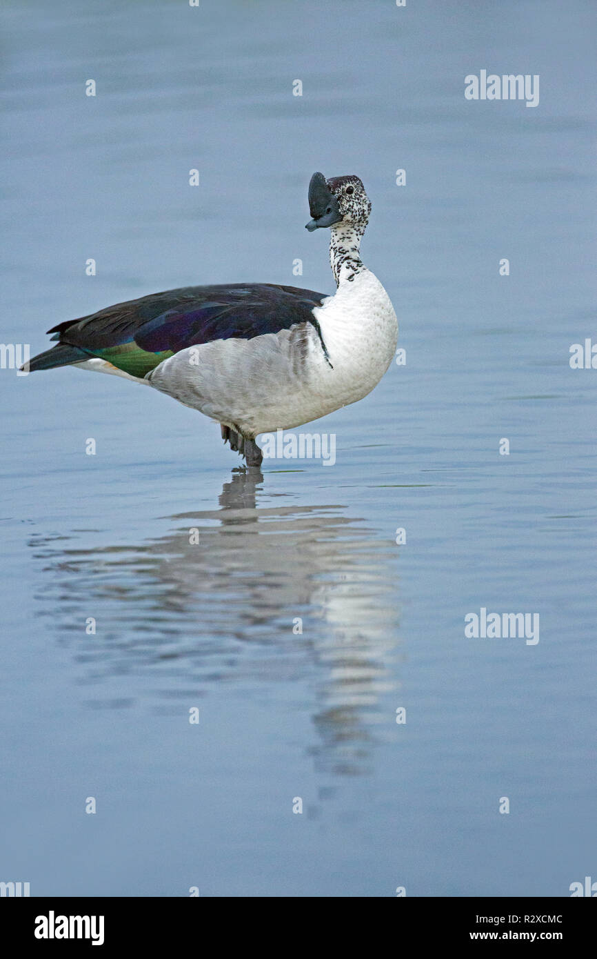knob billed duck sarkidiornis melanotos VENDA 161 - Knob-billed Duck 