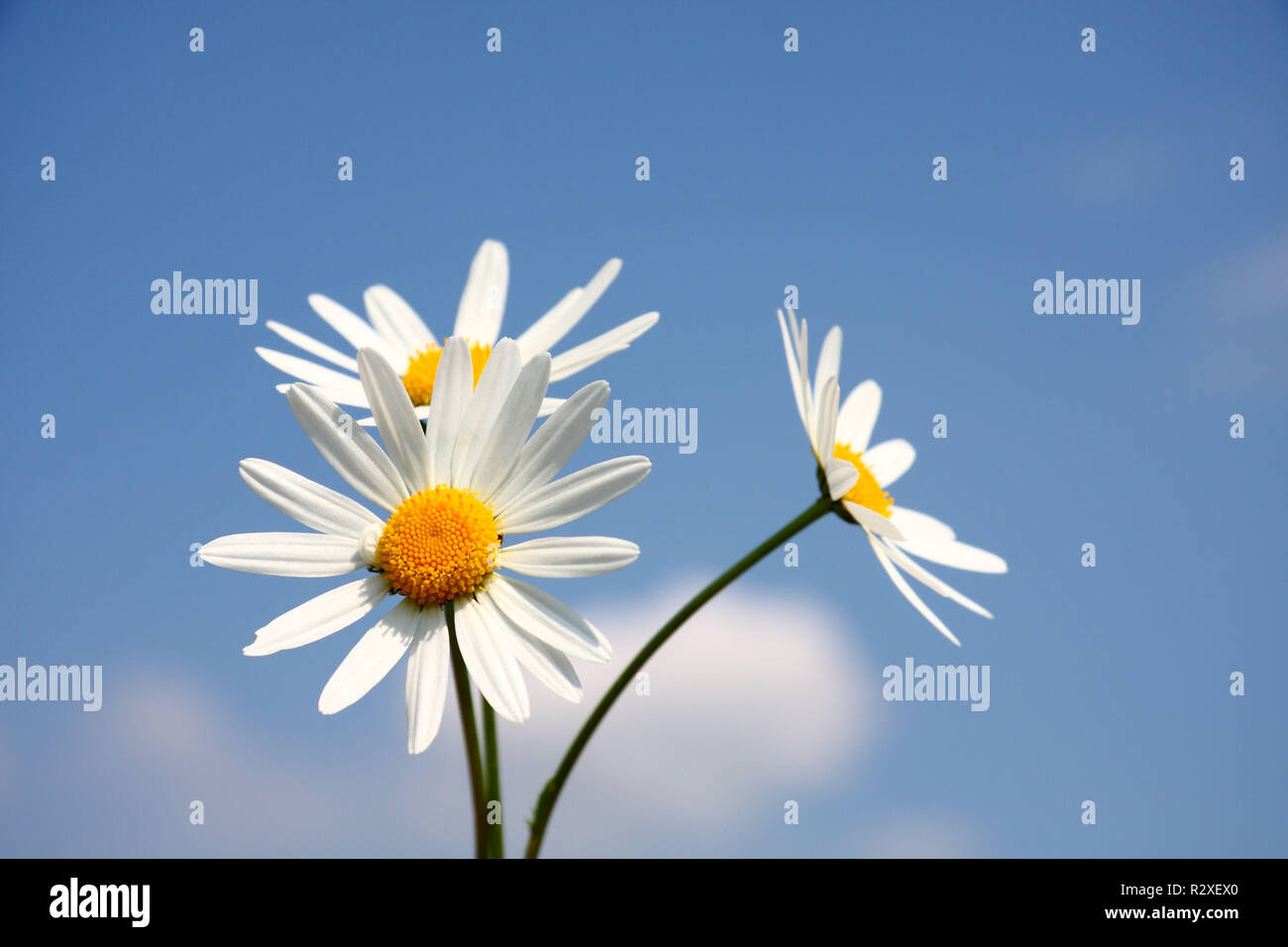 three white daisies Stock Photo