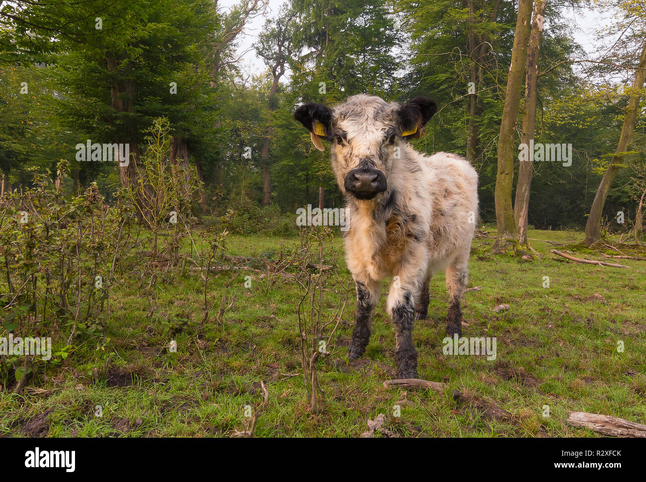 Happy galloway hi-res stock photography and images - Alamy