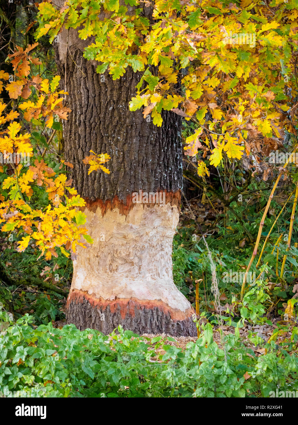 Tree with bite marks of a beaver in Bavaria, Germany Stock Photo