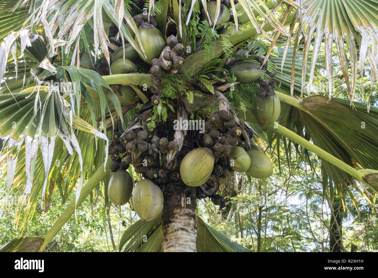 Coco de mer palm tree seeds hires stock photography and images Alamy