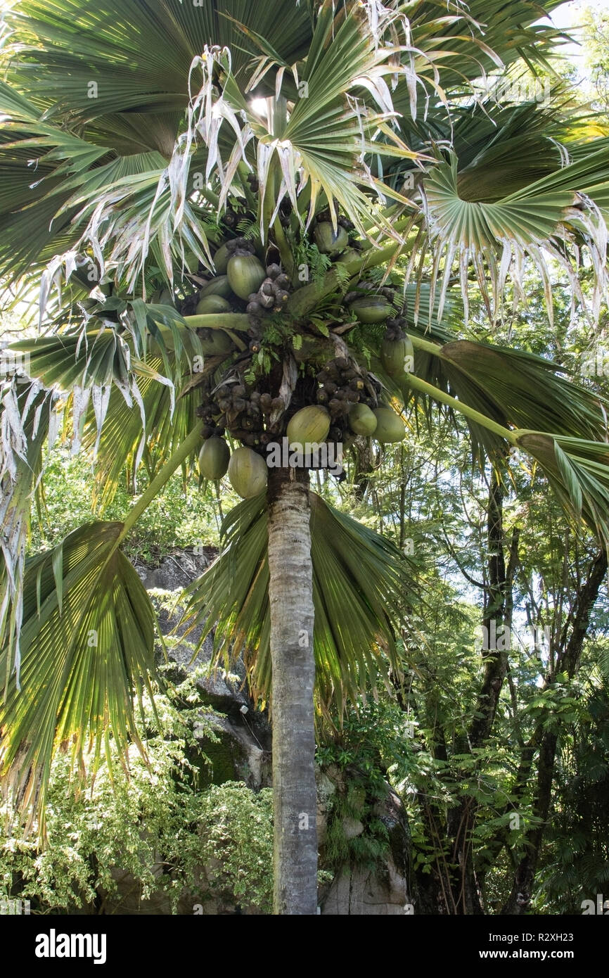 coco de mer Lodoicea maldivica showing largest seeds and fruit in the world, Mahe, Seychelles Stock Photo