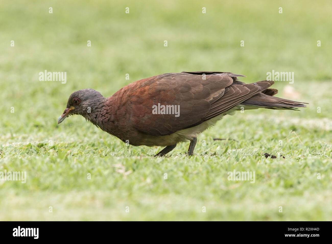 Madagascar turtle dove Nesoenas picturatus feeding on short vegetation