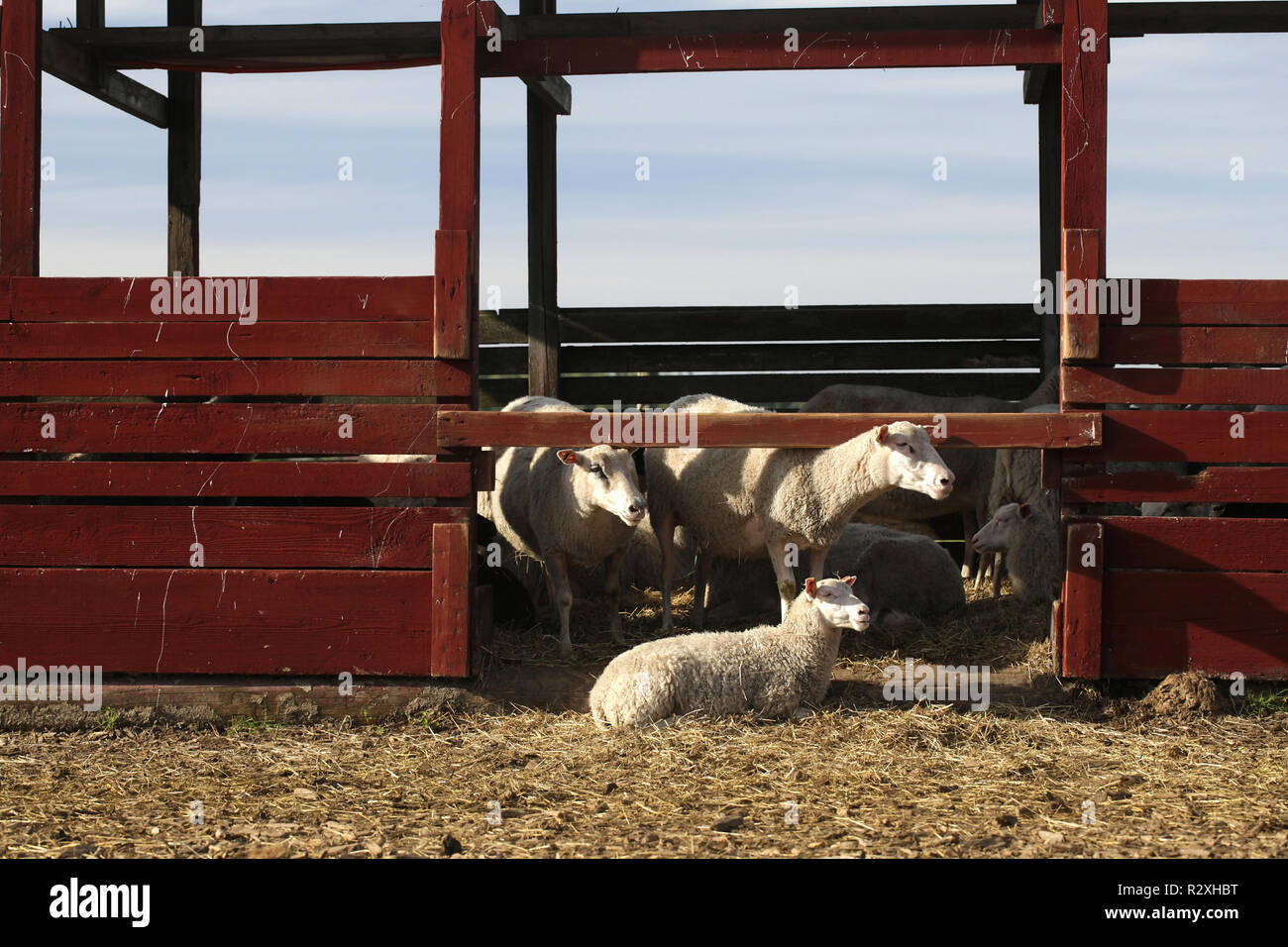 Sheep farming, domestic livestock of lambs and eves Stock Photo