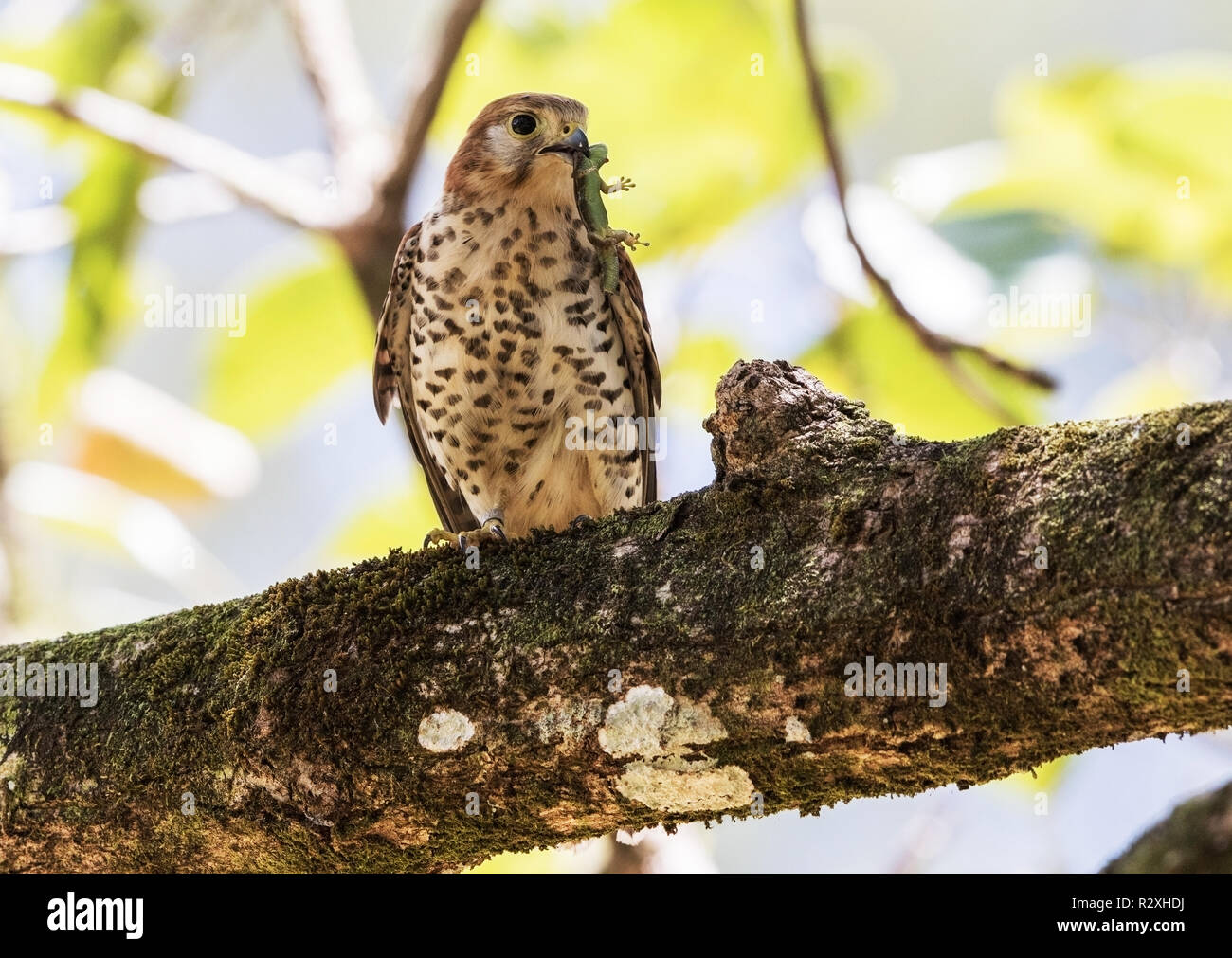 Mauritius kestrel Falco punctatus adult male carrying skink prey, perched on branch of tree, Mauritius Stock Photo