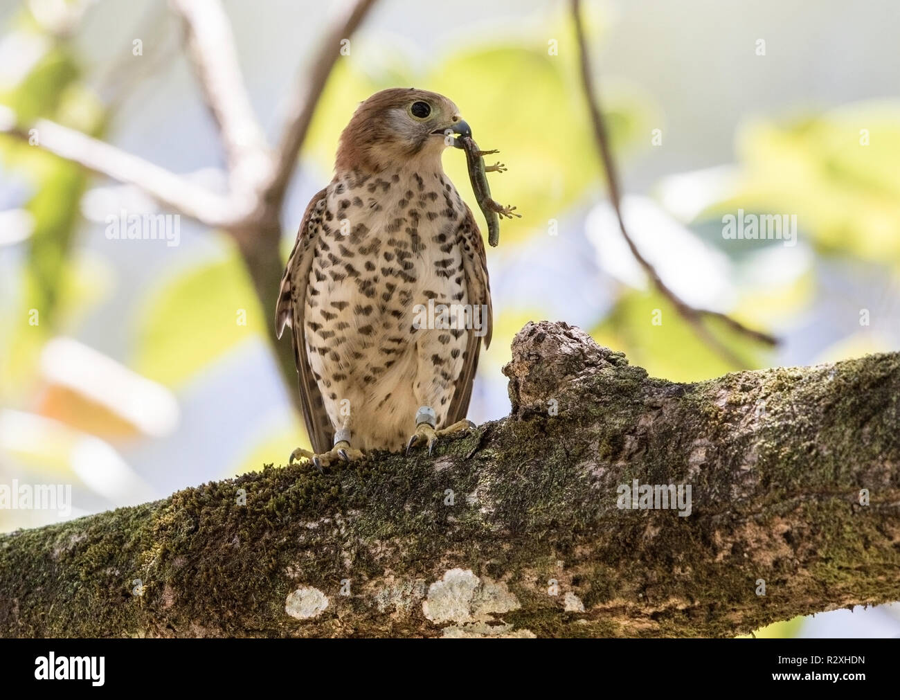 Mauritius kestrel Falco punctatus adult male carrying skink prey, perched on branch of tree, Mauritius Stock Photo