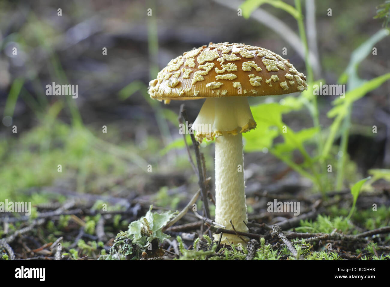 Amanita regalis, commonly known as the royal fly agaric or the king of Sweden Amanita Stock Photo