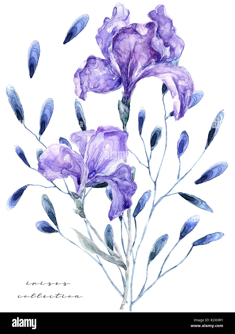 Watercolor illustration with iris. Painting fresh flowers on white