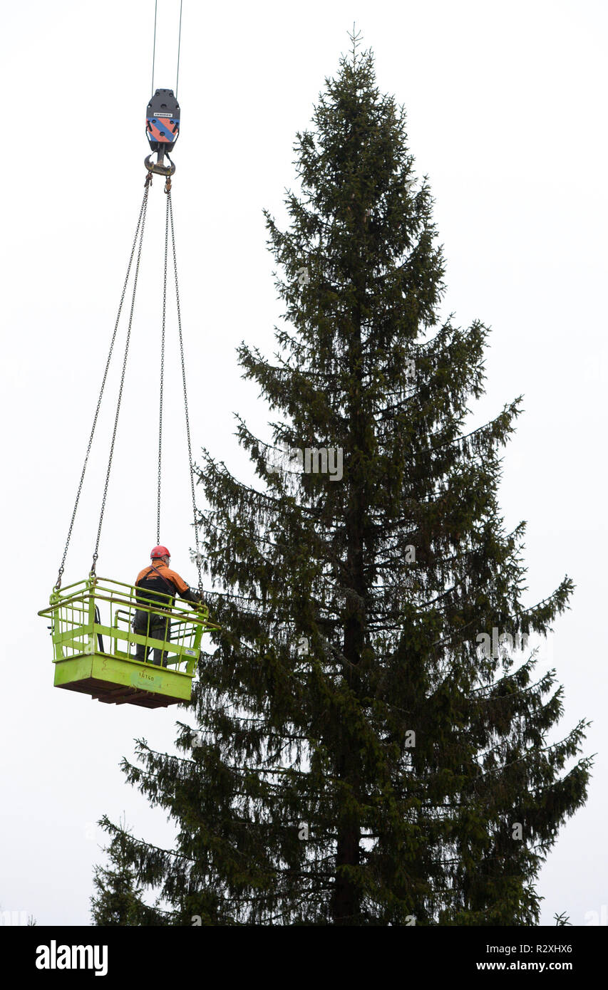 A forestry worker prepares a Norwegian Spruce for felling during a ceremony, in Oslo, Norway. Stock Photo