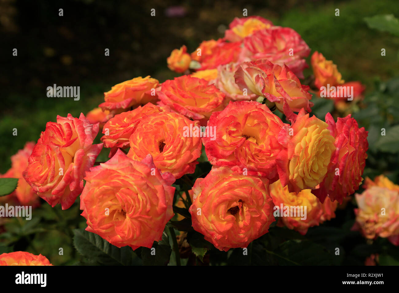 White rose with pink tinge hi-res stock photography and images - Alamy