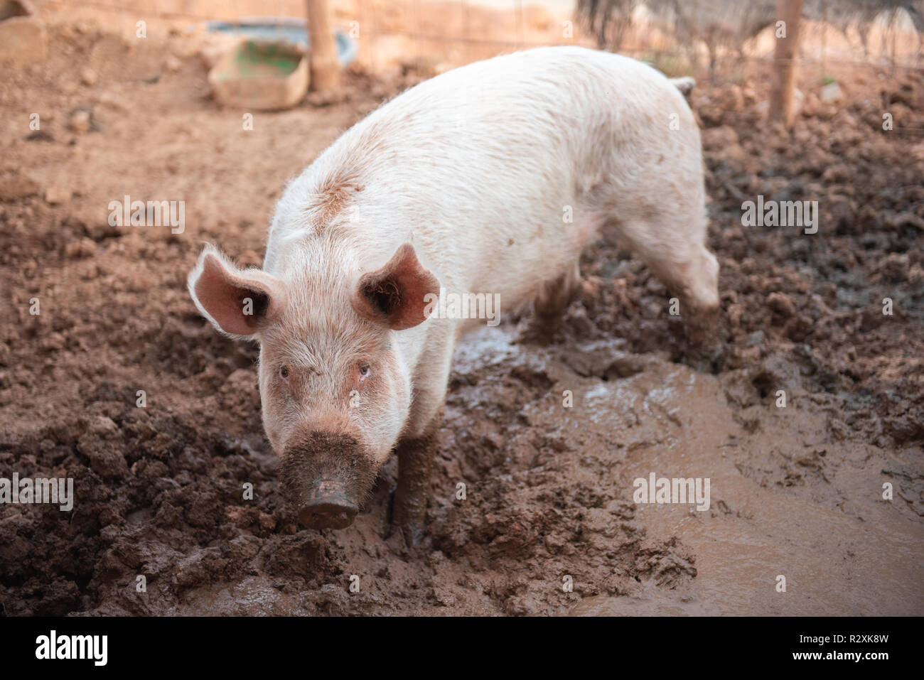 Young pig in a pigsty with a dirty muzzle Stock Photo