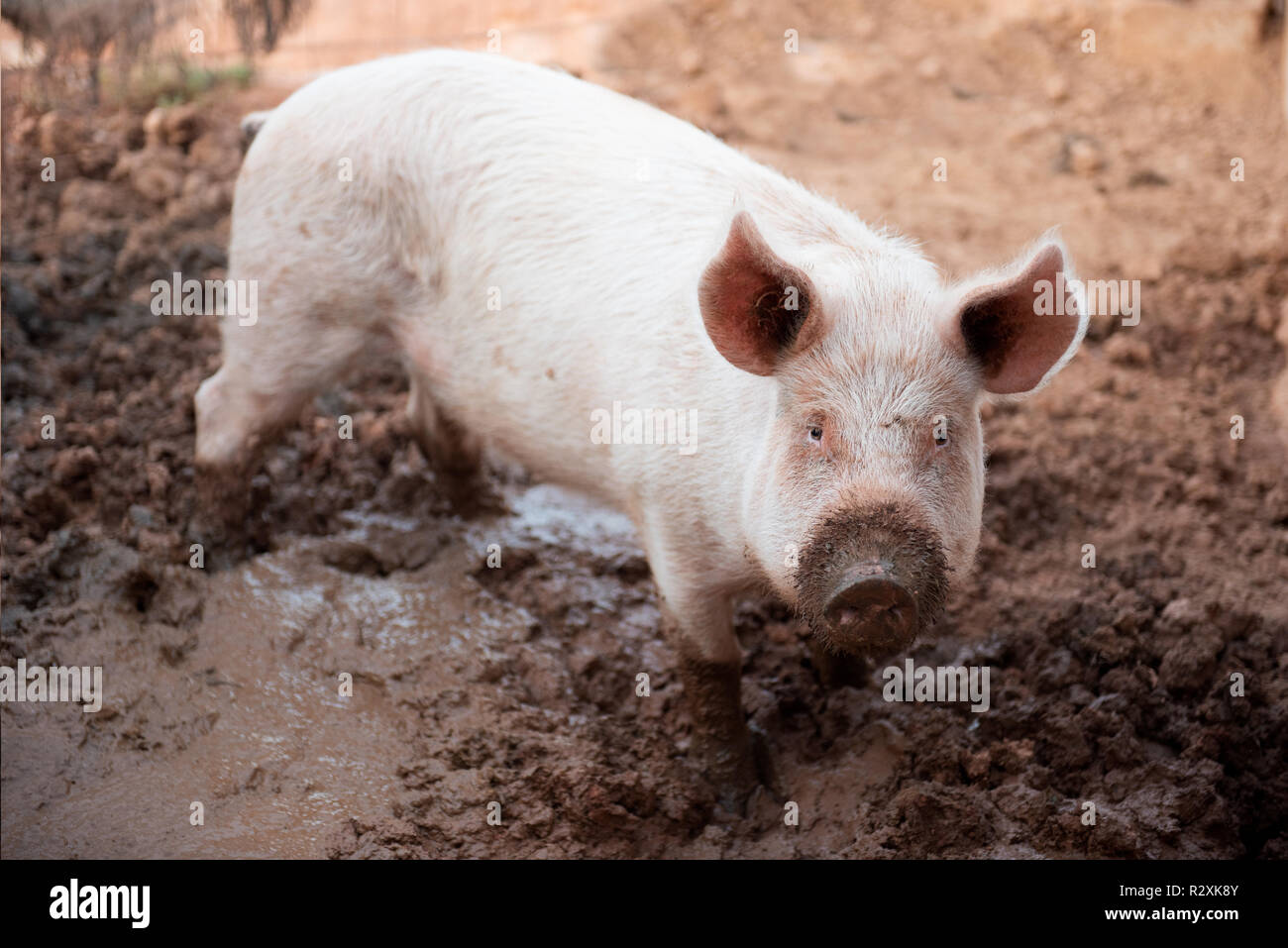 Young pig in a pigsty with a dirty muzzle Stock Photo