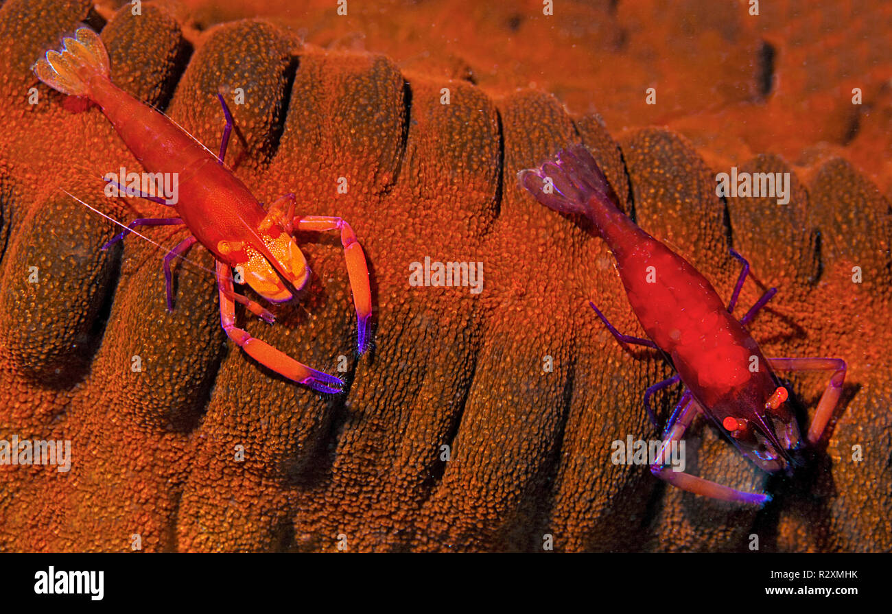 Emperor Shrimps or Imperial Partner Shrimps (Periclemenes Imperator) on a sea cucumber (Holothuroidea), Sulawesi, Indonesia Stock Photo