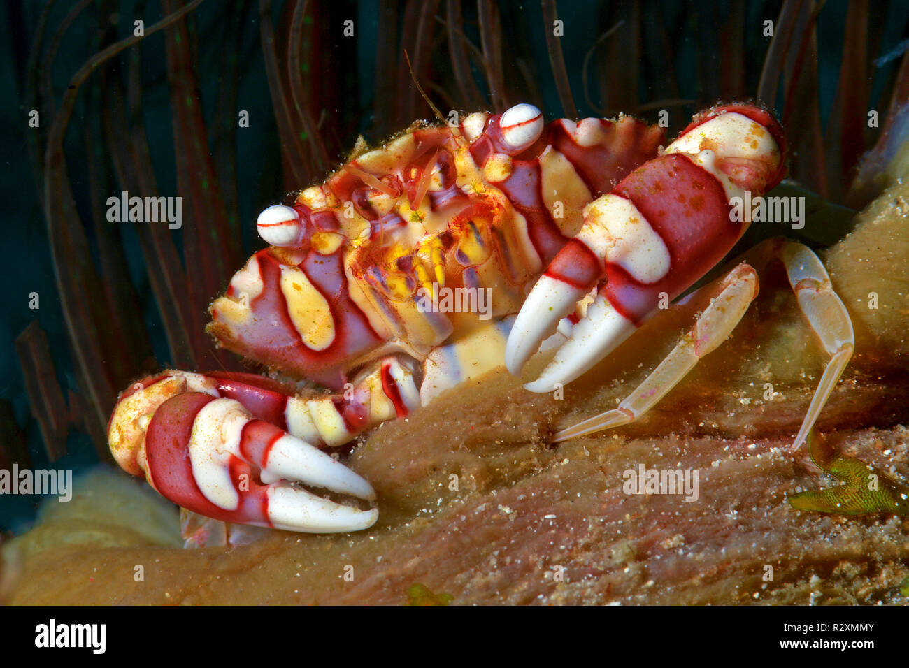 Harlequin Crab (Lissocarcinus laevis) lives with sea anemone, symbiosis, Walindi, Papua New Guinea Stock Photo