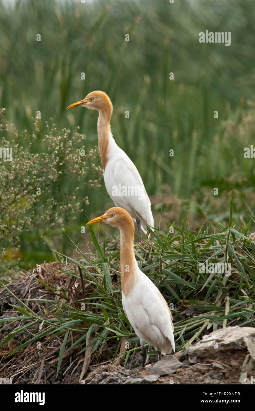 Floral biodiversity of india hi-res stock photography and images - Alamy
