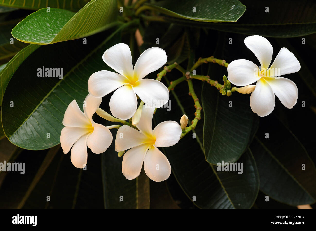 Tahiti model hi-res stock photography and images - Alamy