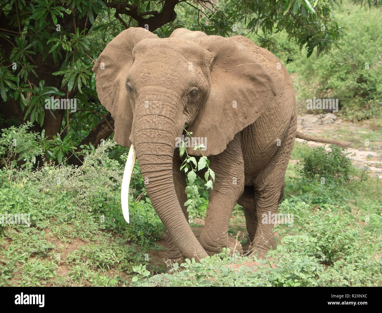 elephant at feed Stock Photo - Alamy