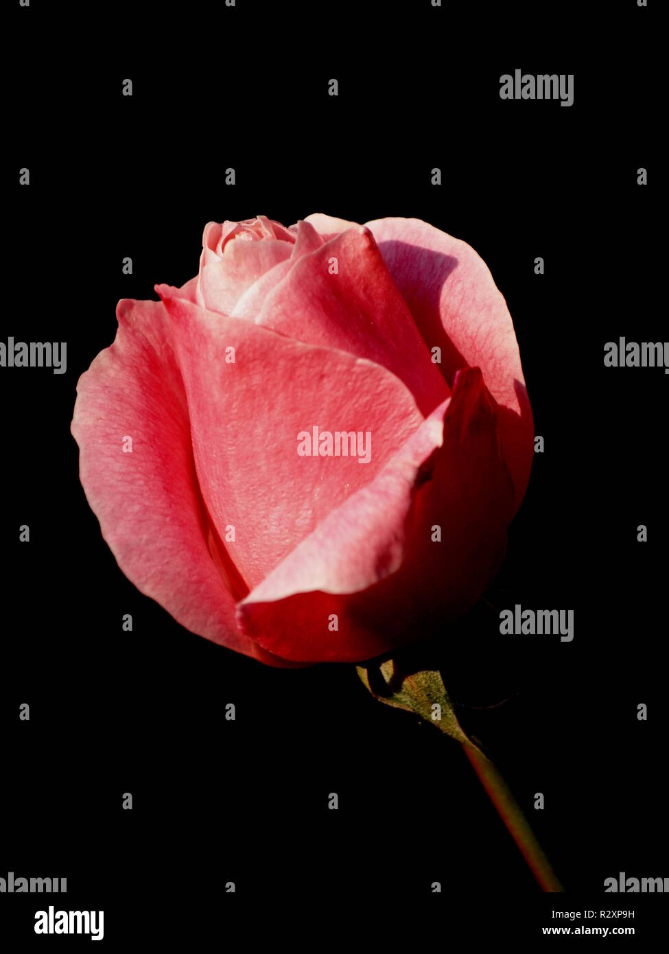 Rosiden rose hi-res stock photography and images - Alamy