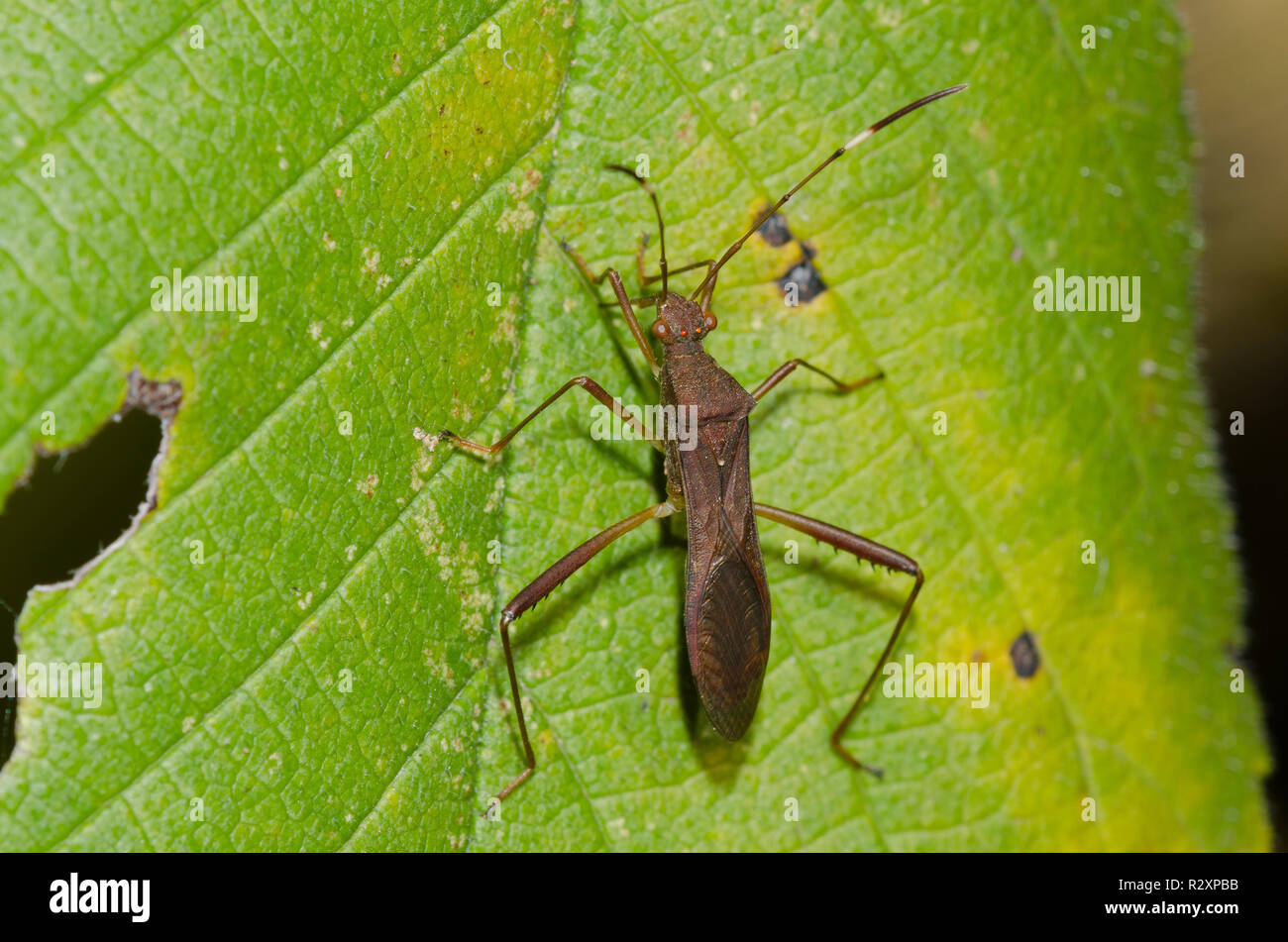 Lupine Bug, Megalotomus quinquespinosus Stock Photo