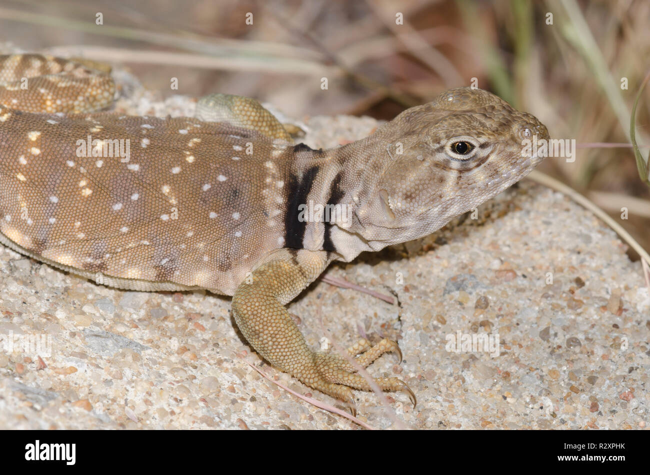 Eastern Collared Lizard, Crotaphytus collaris Stock Photo Alamy