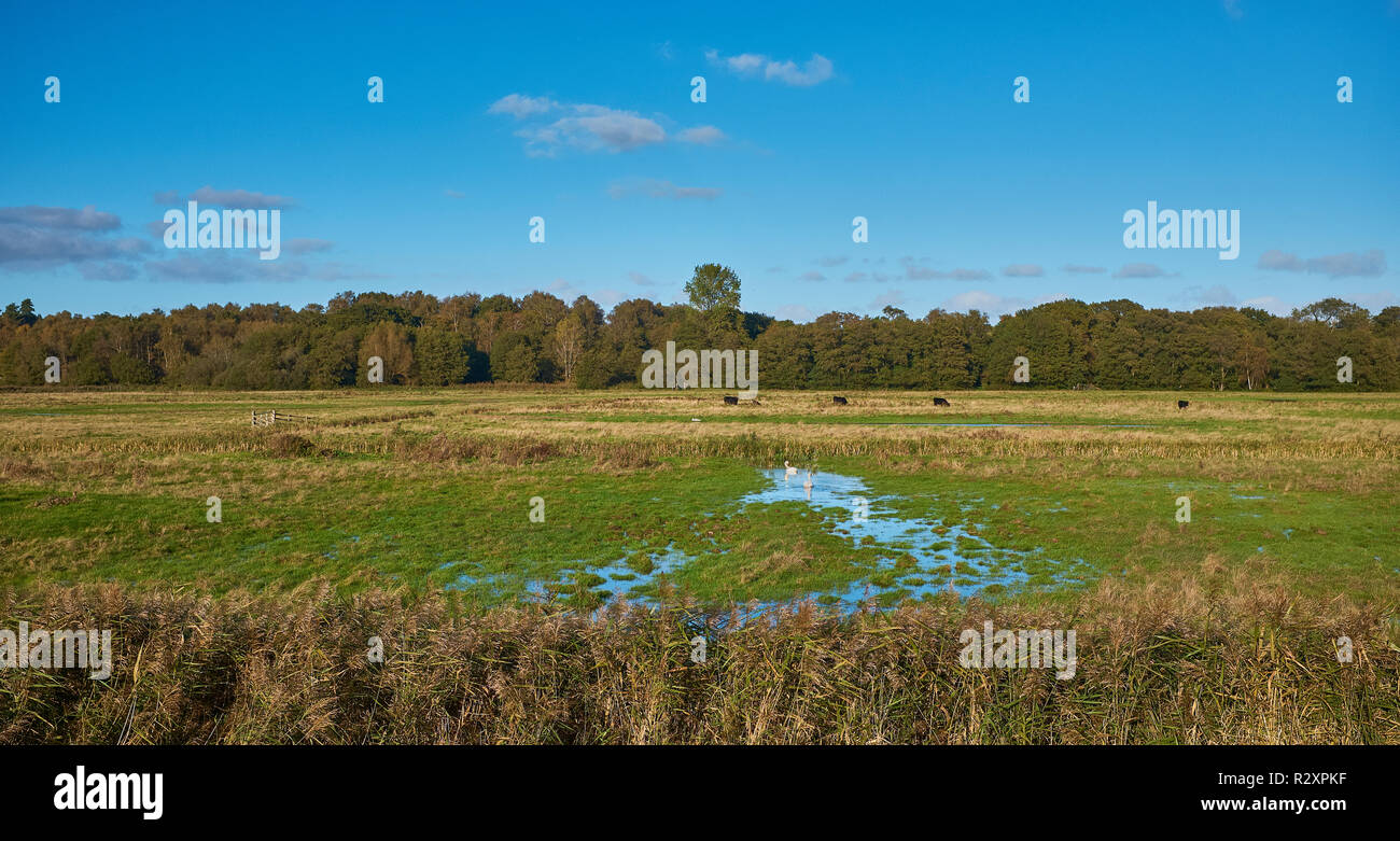 A field with trees in the background that is partially flooded after a ...