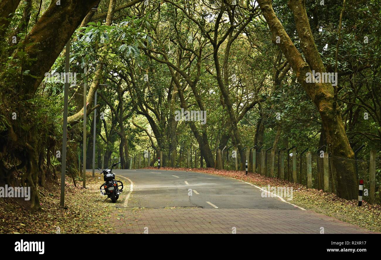 Indian forest roads hi-res stock photography and images - Alamy