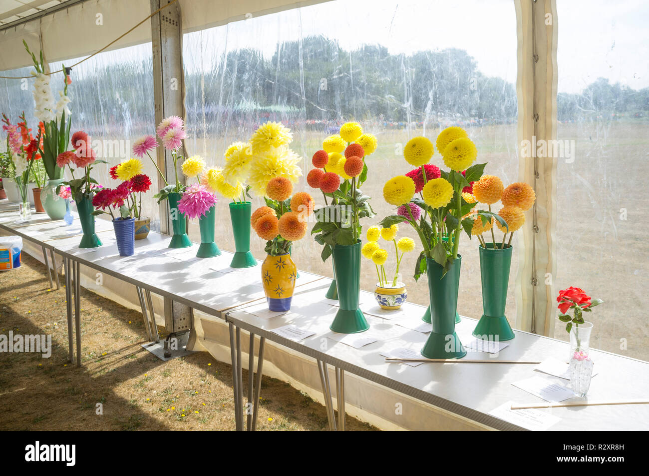 Prizewinning Dahlias at Ibstone Fete, Oxfordshire Stock Photo