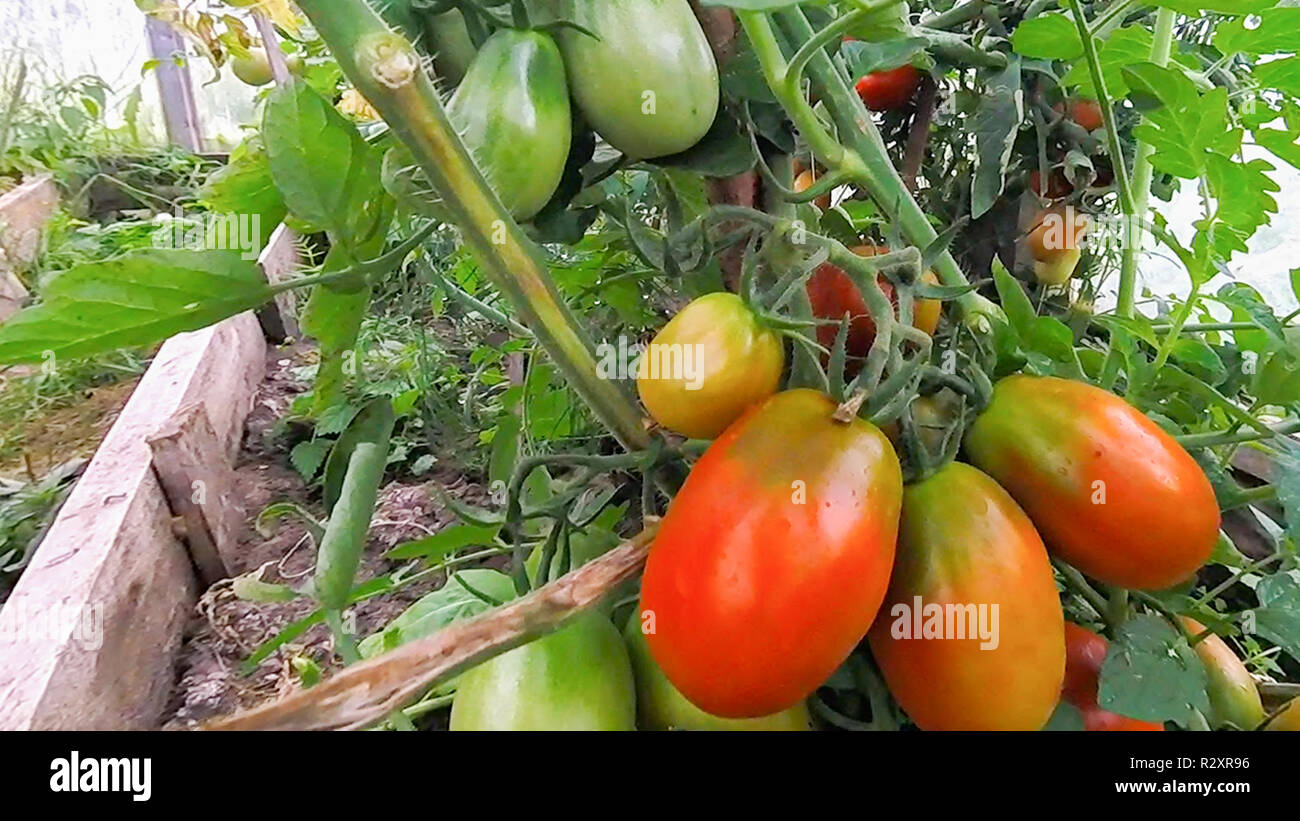Tomatoes hang and ripen on a branch in a greenhouse Stock Photo - Alamy