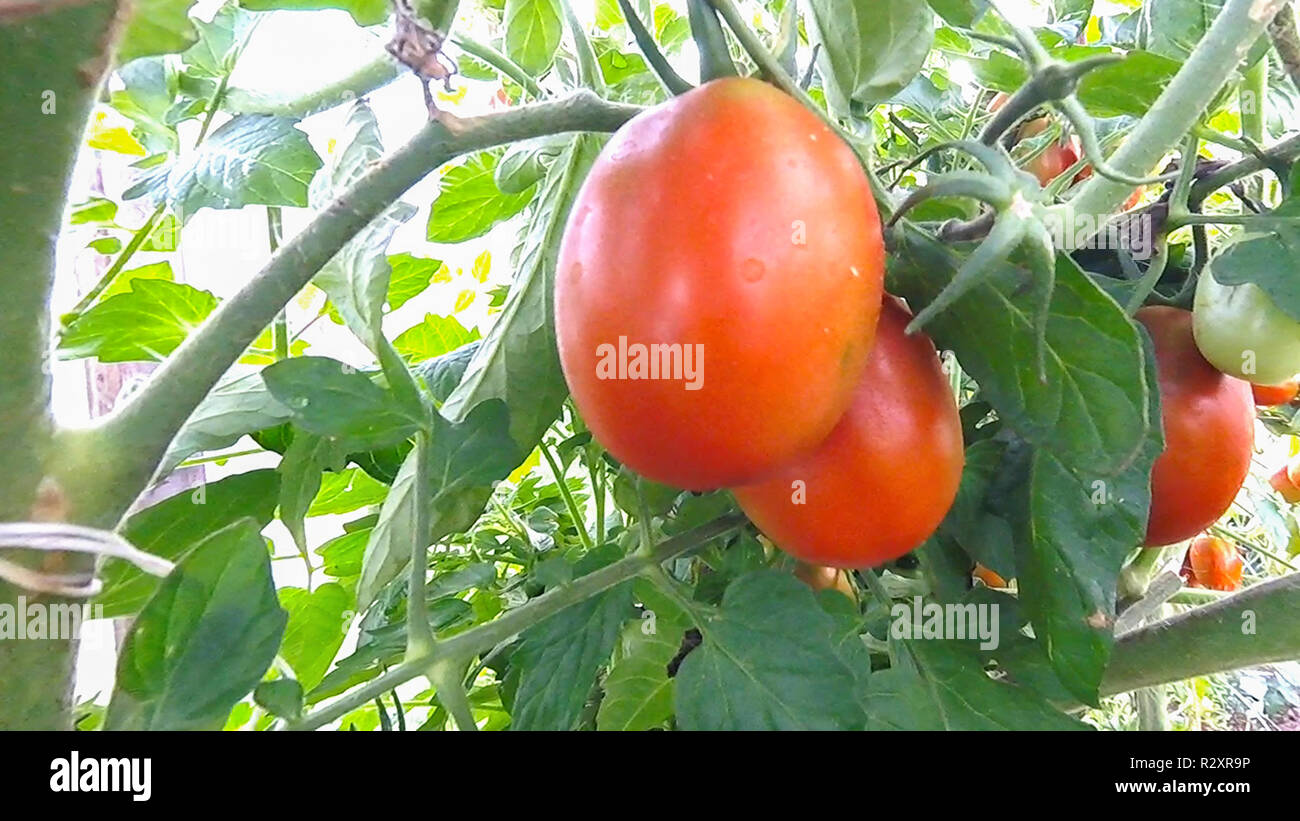 Tomatoes hang and ripen on a branch in a greenhouse Stock Photo - Alamy
