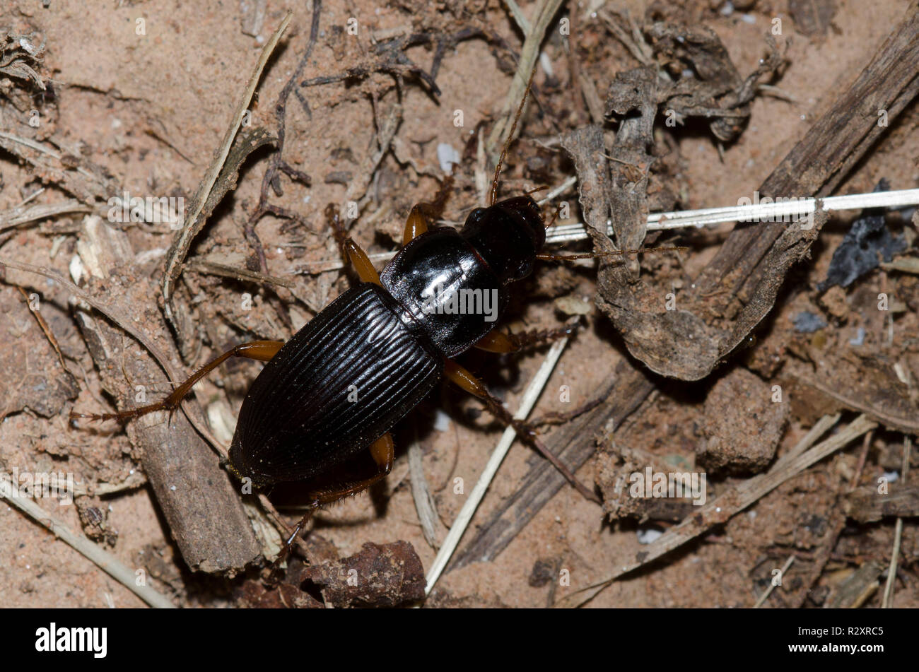 Ground Beetle, Harpalus sp., Subgenus Pseudoophonus Stock Photo