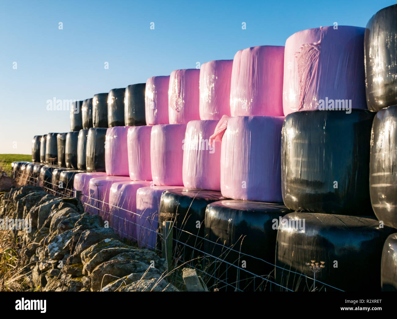 Hay bales piled in rows in a field wrapped in black and pink plastic sheeting on a sunny Autumn day, East Lothian, Scotland, UK Stock Photo