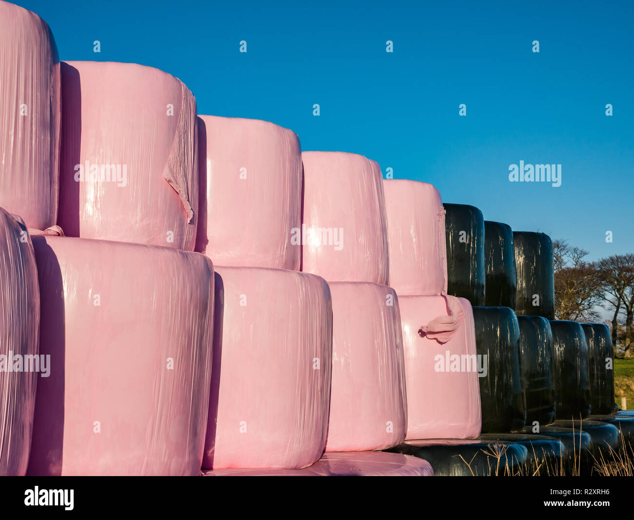Hay bales piled in rows in a field wrapped in black and pink plastic sheeting on a sunny Autumn day, East Lothian, Scotland, UK Stock Photo