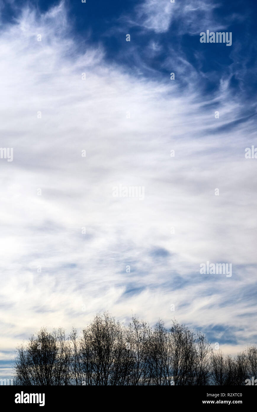 Top of trees on the background of cloudy sky Stock Photo - Alamy