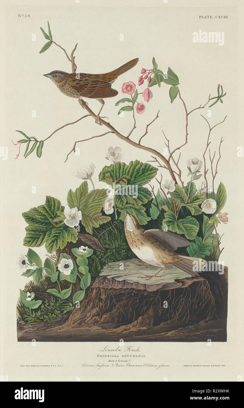 Lincoln Finch. Dated: 1834. Medium: hand-colored etching and aquatint on Whatman paper. Museum: National Gallery of Art, Washington DC. Author: Robert Havell after John James Audubon. John James Audubon. ROBERT HAVELL DER JÜNGERE. AUDUBON, JOHN JAMES. Stock Photo