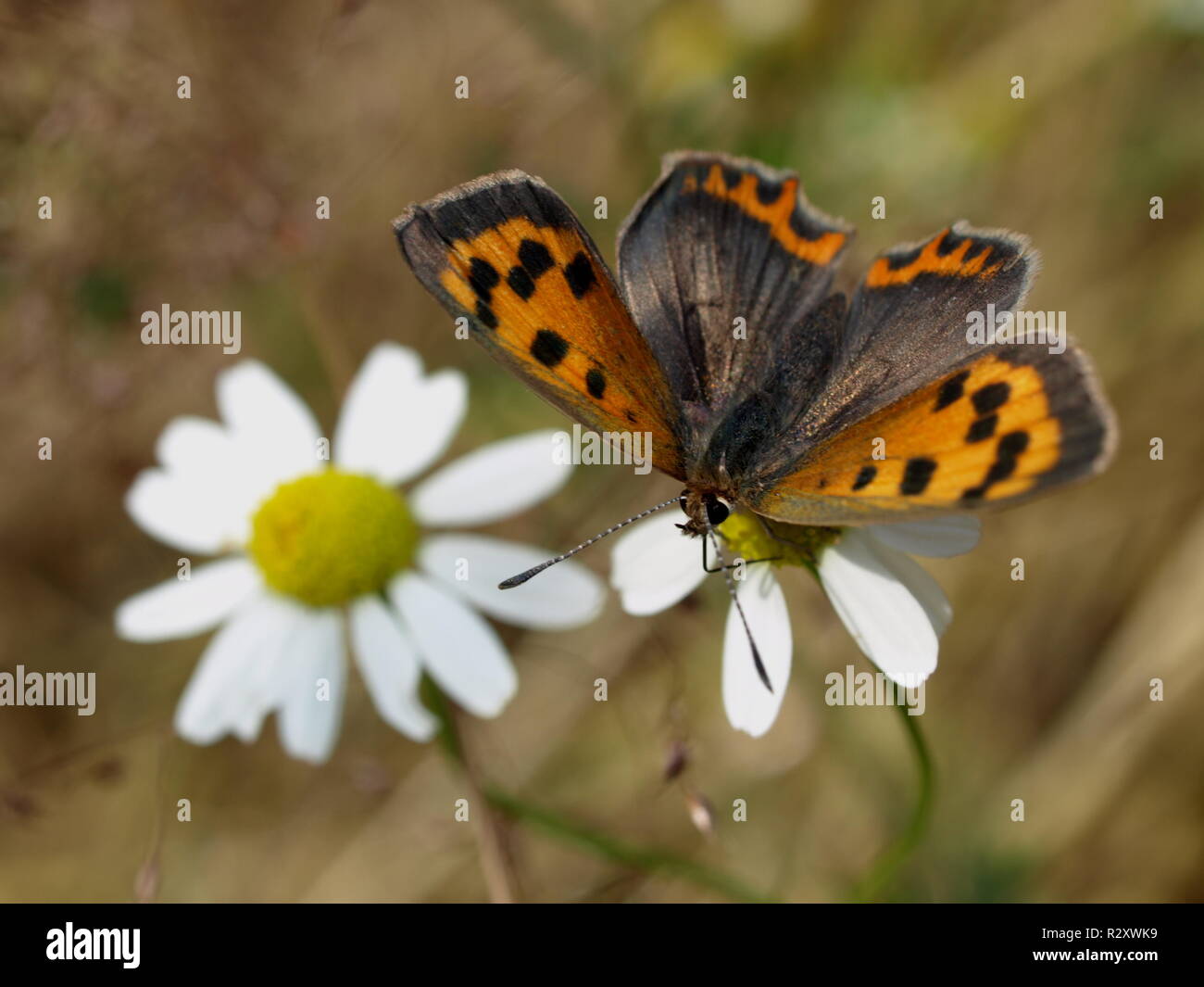 Fire butterflies hi-res stock photography and images - Alamy