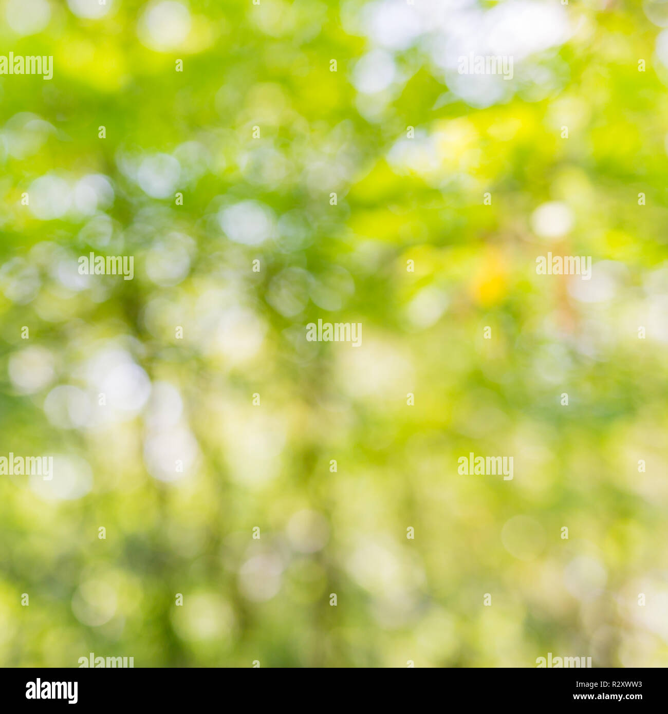 bokeh on nature abstract blur background bokeh. Artistic and abstract nature pattern, blurry natural Stock Photo - Alamy