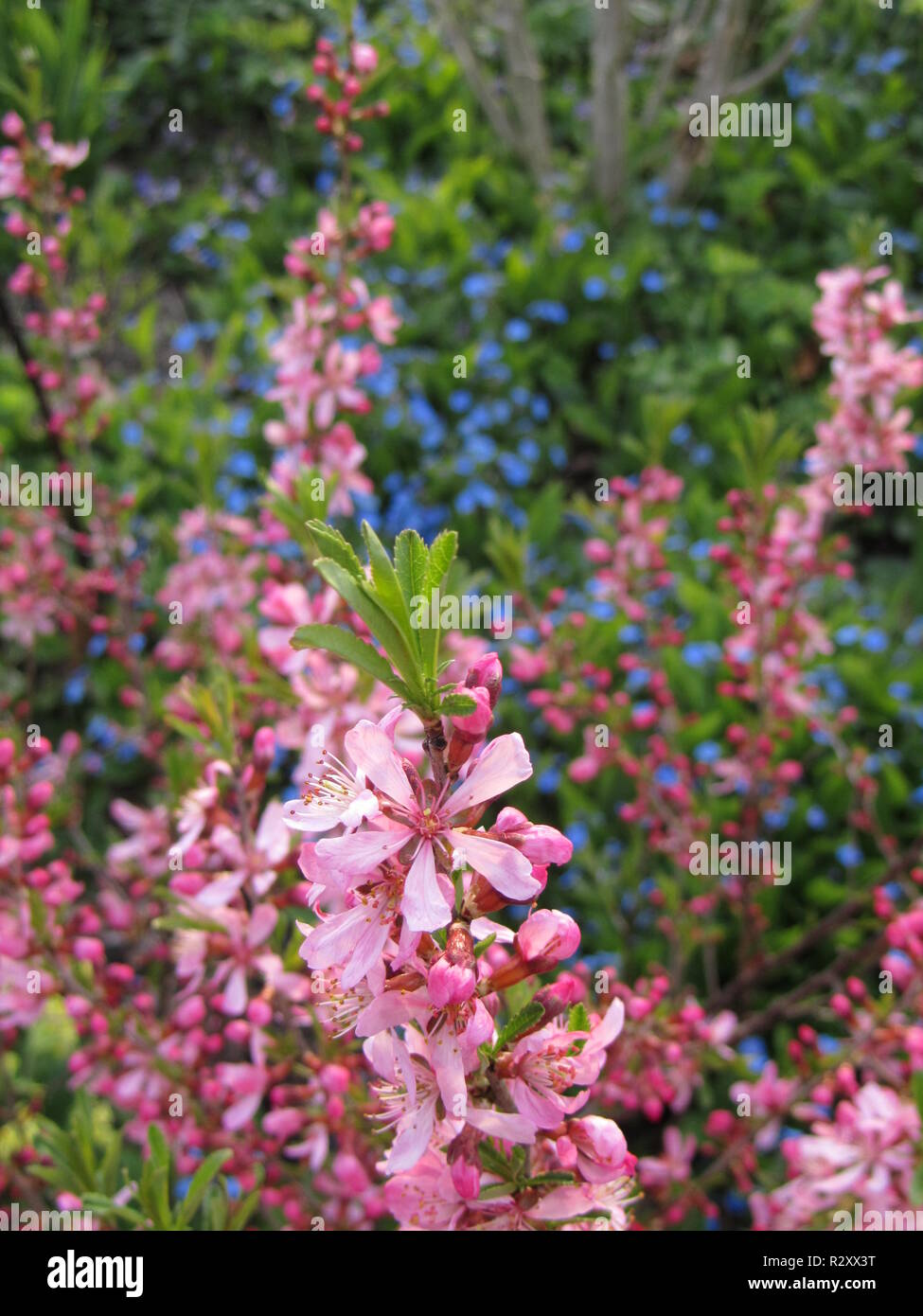 pink daphne - daphne Stock Photo