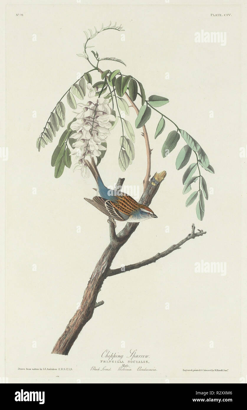 Chipping Sparrow. Dated: 1831. Medium: hand-colored etching and aquatint on Whatman paper. Museum: National Gallery of Art, Washington DC. Author: Robert Havell after John James Audubon. Stock Photo