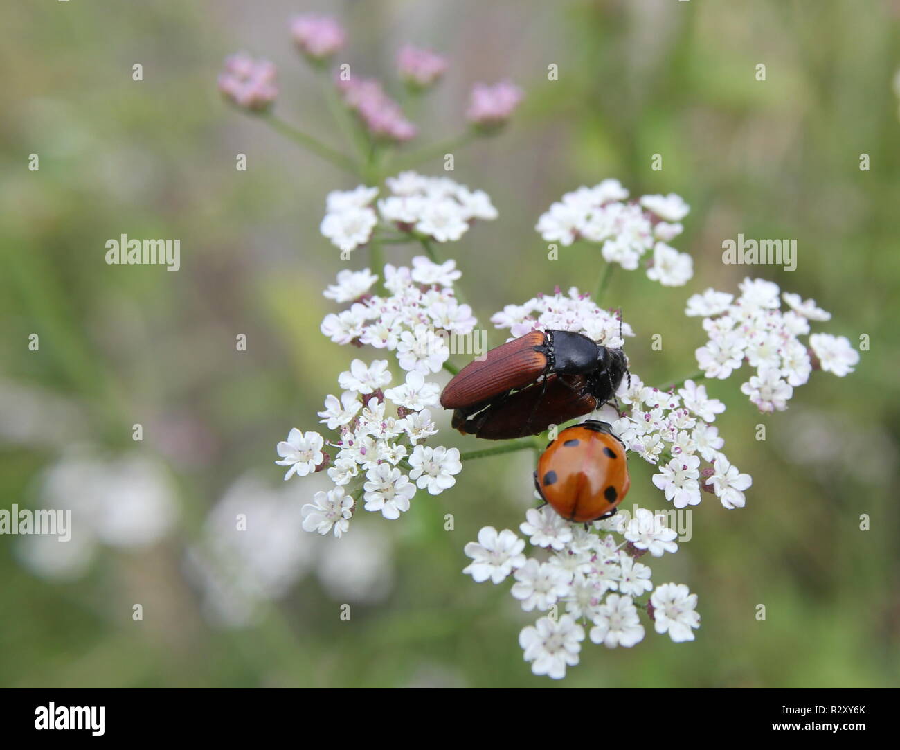 indiscreet ladybug Stock Photo