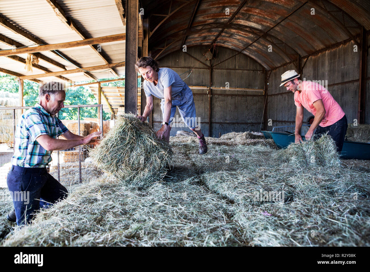 Three farmers stacking hay bales in a barn Stock Photo Alamy