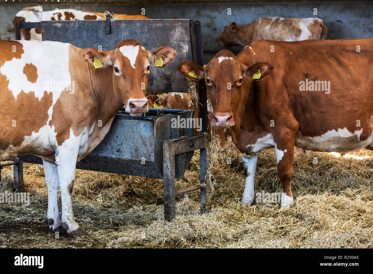 Two Guernsey Cows Standing In A Barn Feeding On Hay Looking At