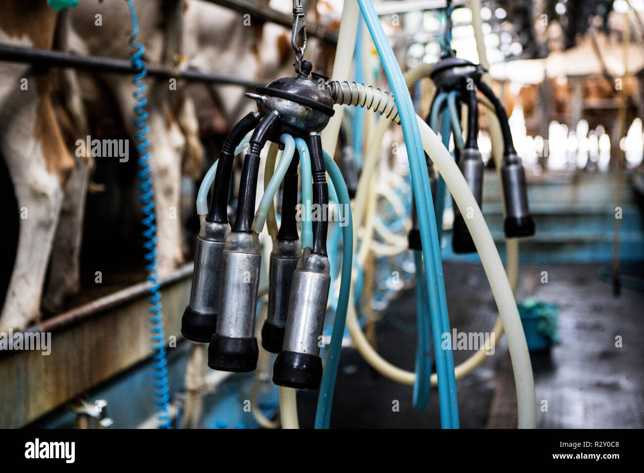 Close up of automatic milking machine in a milking shed Stock Photo Alamy