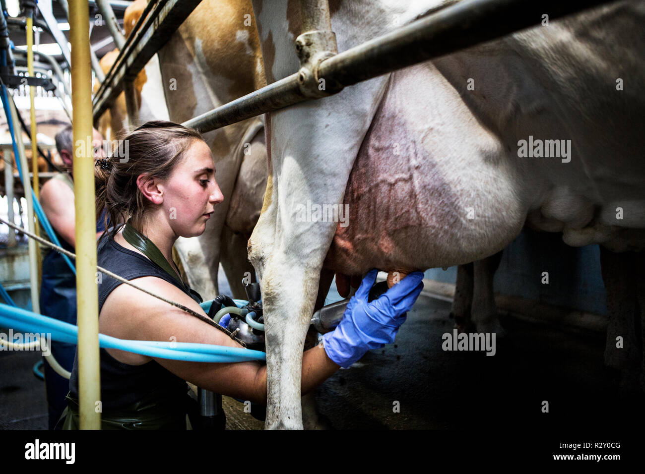 Young woman wearing apron standing in a milking shed, milking Guernsey cows...