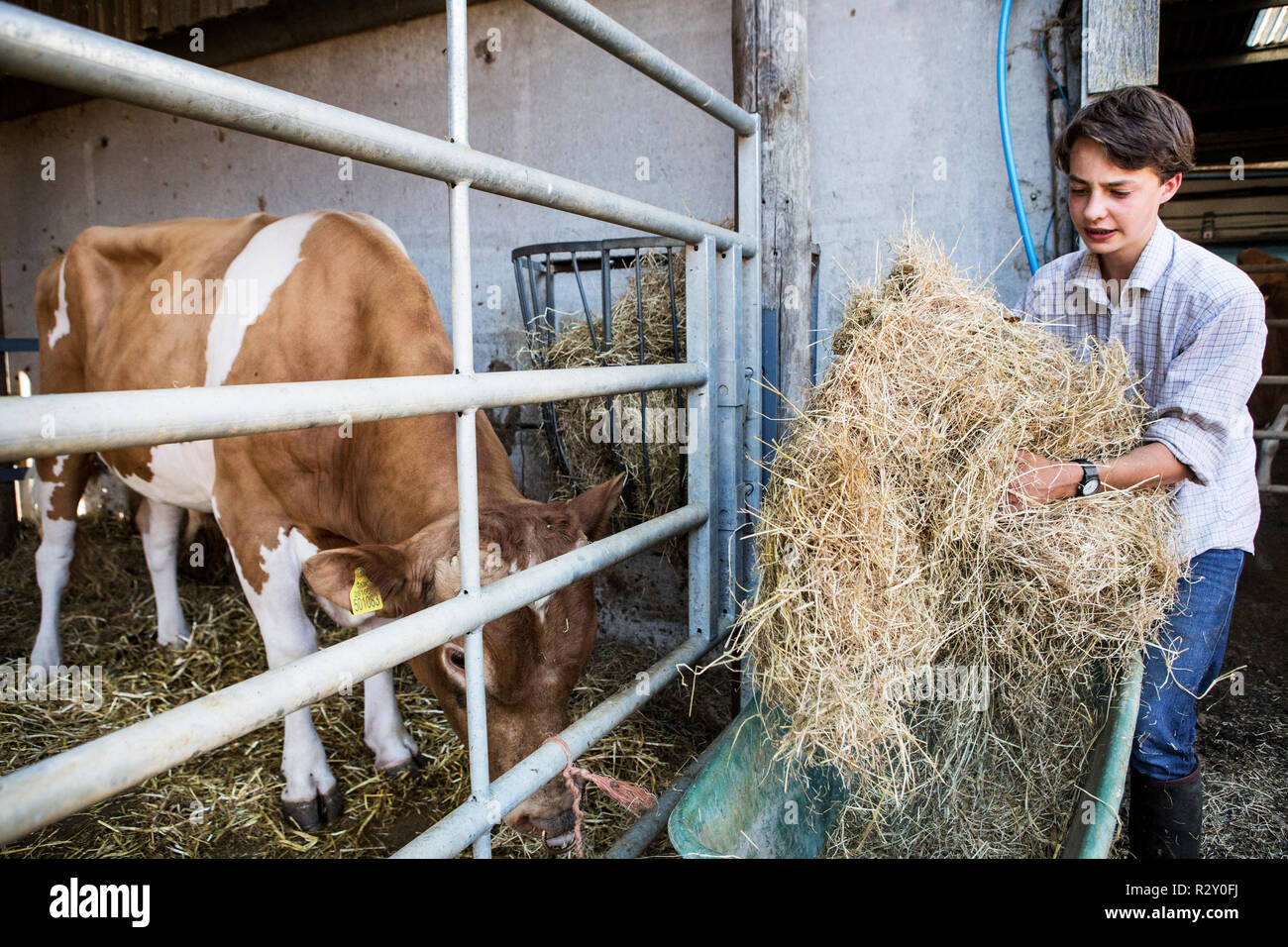 Young Man In A Barn Feeding Hay To Guernsey Cow Stock Photo
